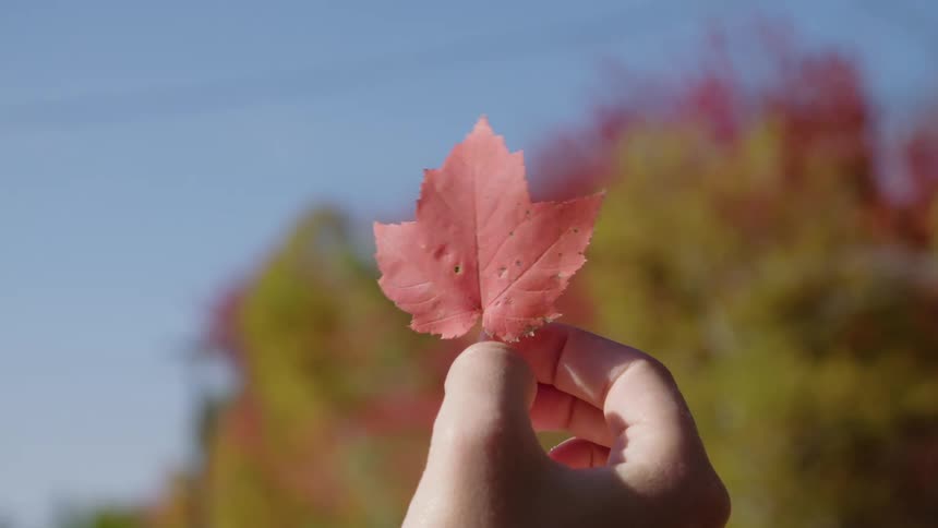 Close up of hand holding up a red maple leaf in the fall