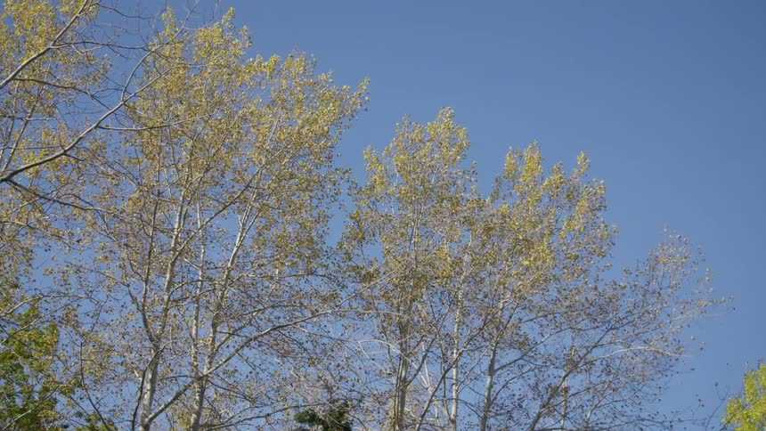 Leaves on trees blowing in the breeze