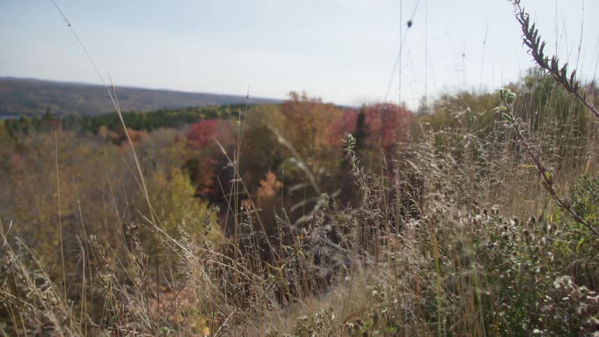 Vegetation on the hills at day