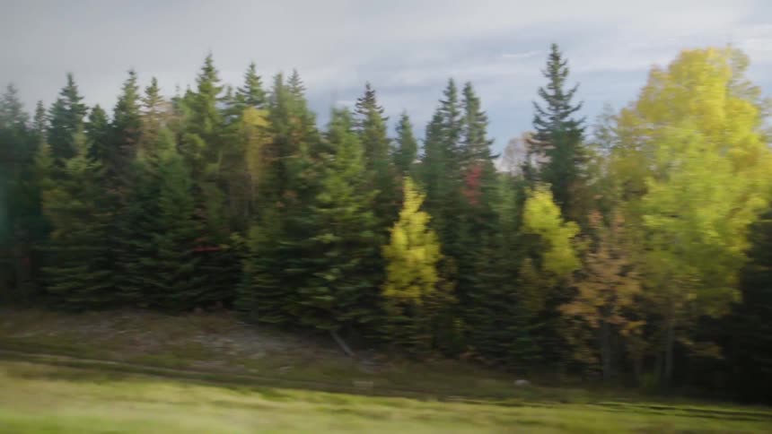 A forest grows near a road
