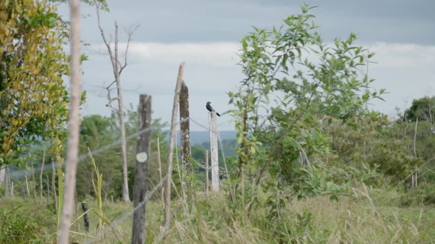 A bird sits on a wooden fence pole in a rural area