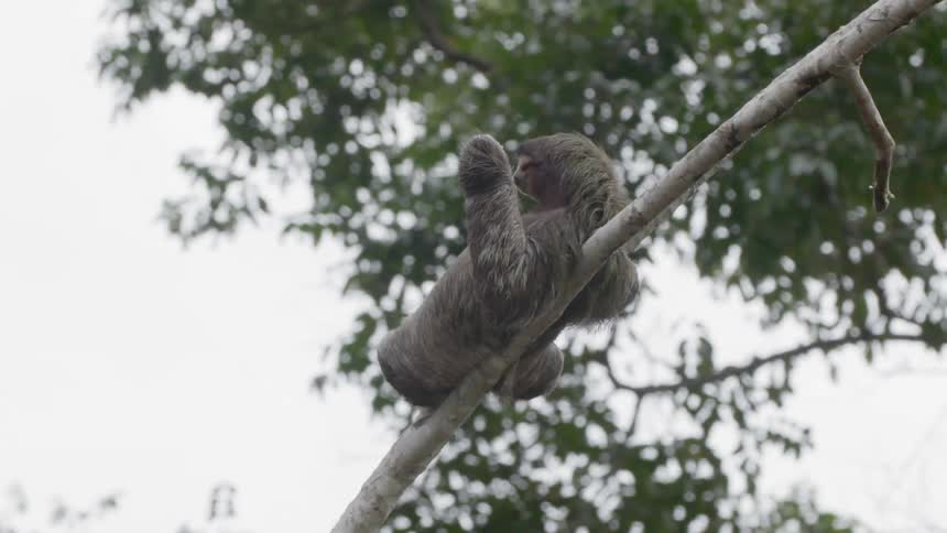 Sloth resting on a branch in the forest at day