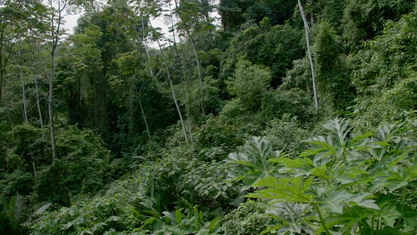 View of a green dense forest