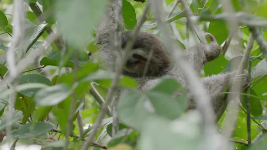 A sloth hanging on a tree