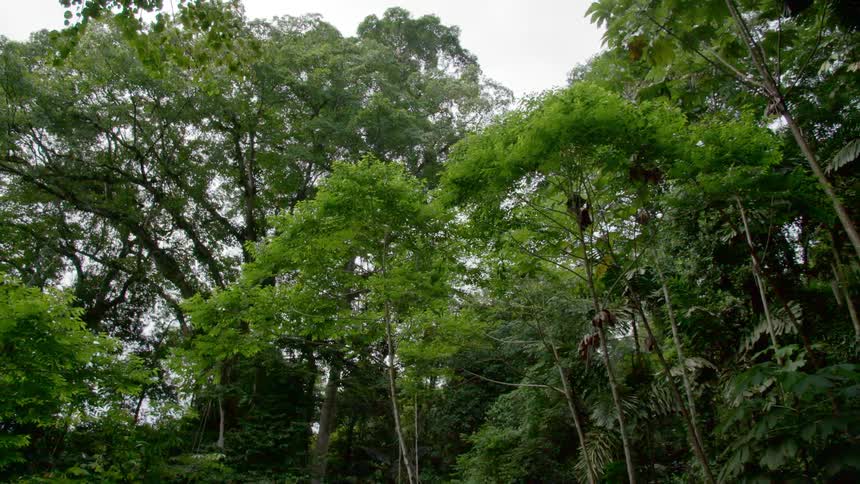 Wide shot of trees in a forest