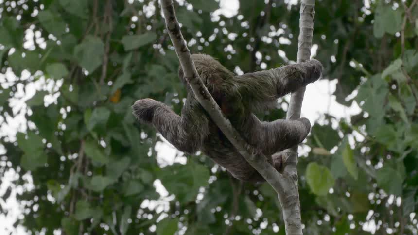 A sloth hangs around on the branches of a tree