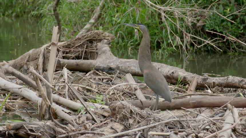 A bird standing on a nest with water and plants in the background