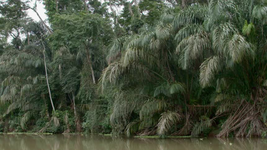 The trees sit over the water