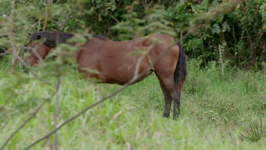 Horses graze by the riverside