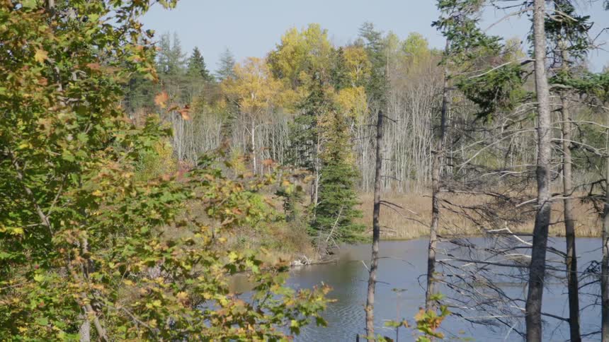 Trees in the forest gently in the breeze as a lake sits nearby