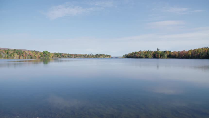 A forest grows near a lake