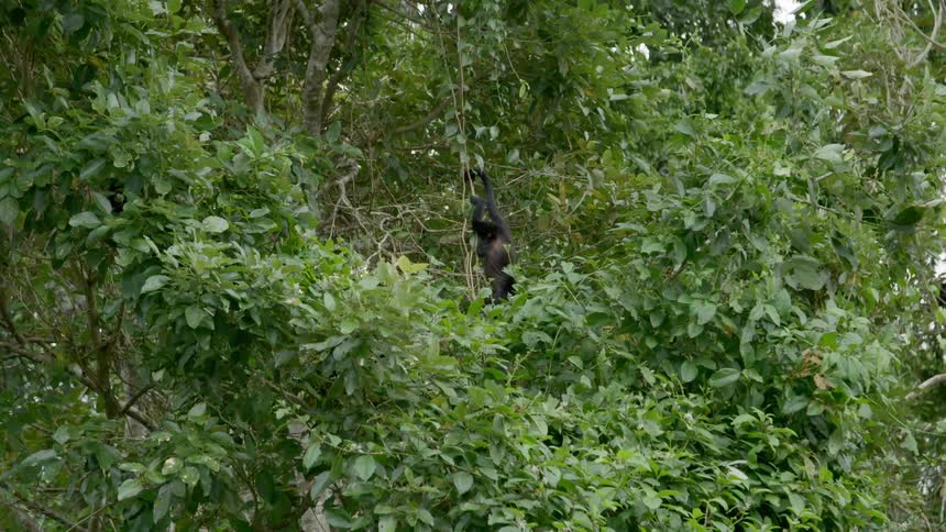 A monkey climbing a vine on a tree