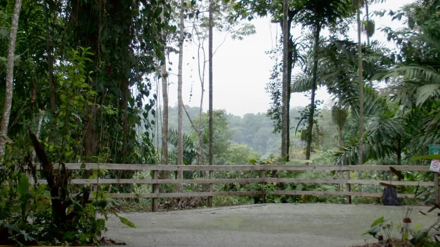 A wooden handrail with the jungle in the background