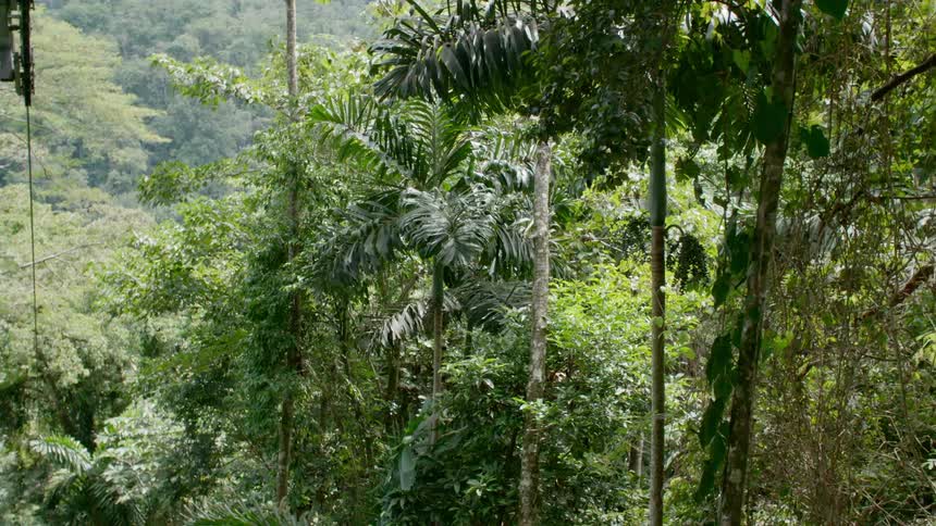 View of the dense forest and a valley