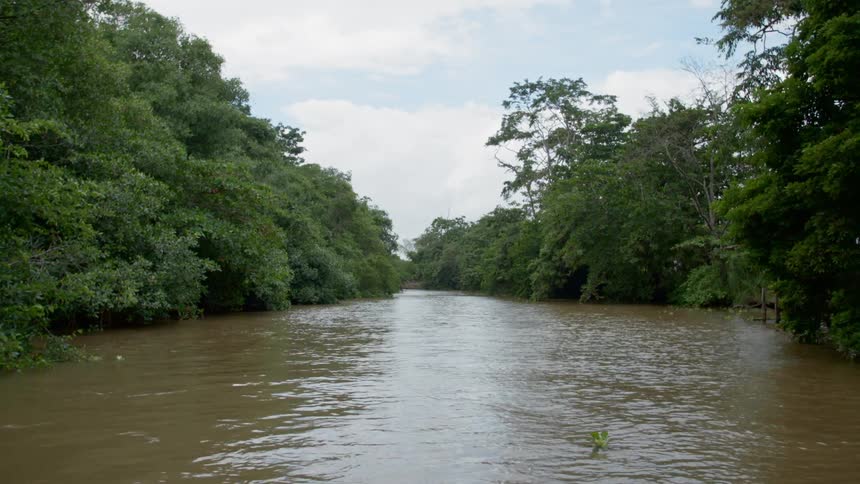 A murky river through a dense forest on a sunny day