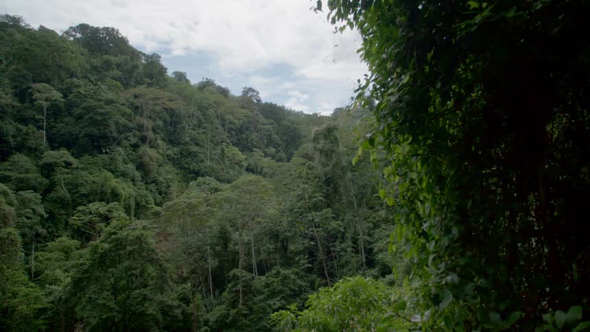 Aerial view of the dense forest