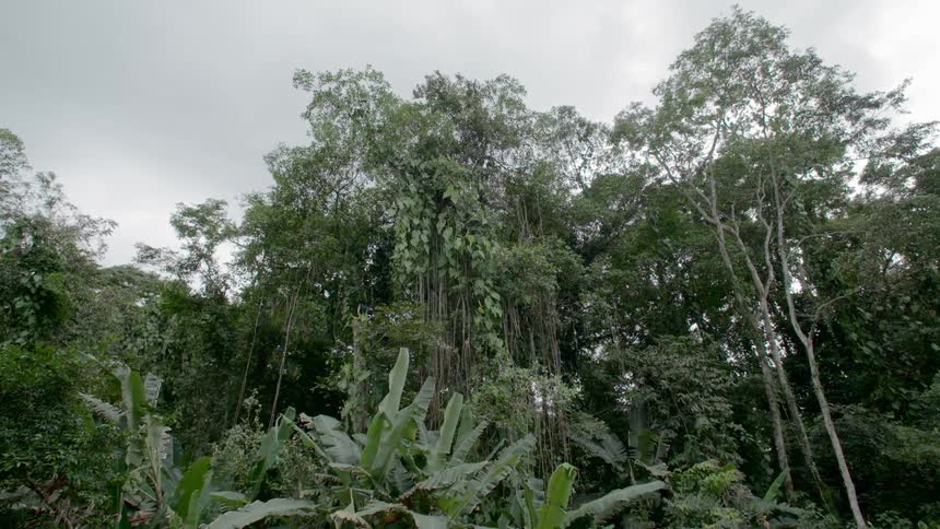 A jungle with trees with the sky in the background