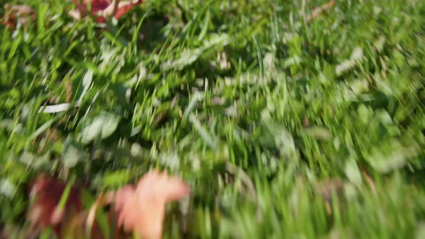 Tree leaves are lying on a grassy lawn