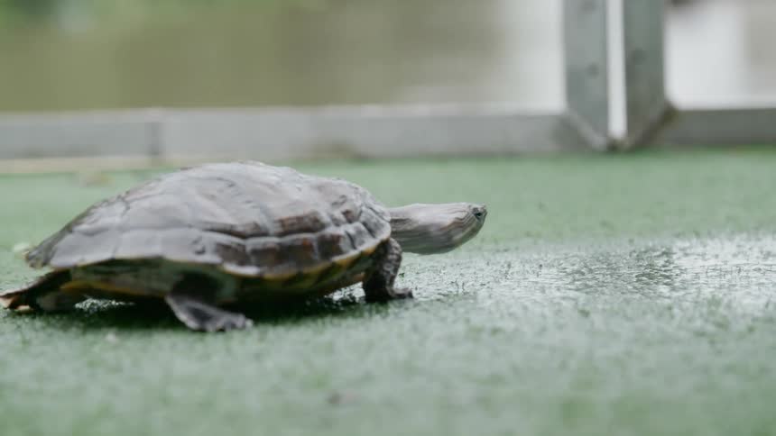 A turtle is walking in its natural habitat