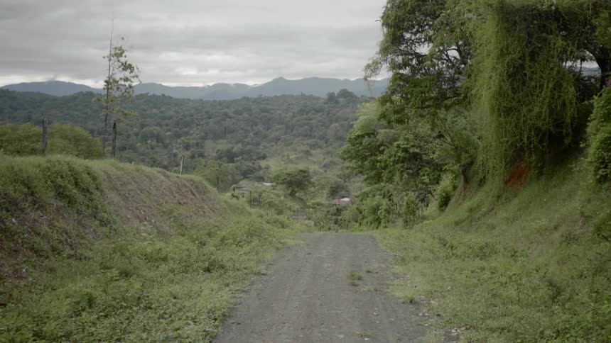 A dirt path runs through a jungle