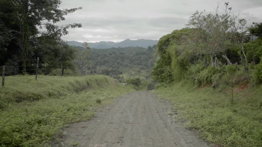 A dirt road leading toward the trees