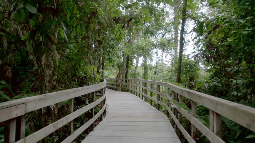 A wooden walkway in a forest
