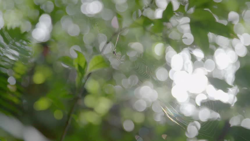 Close up of a spider in a tree