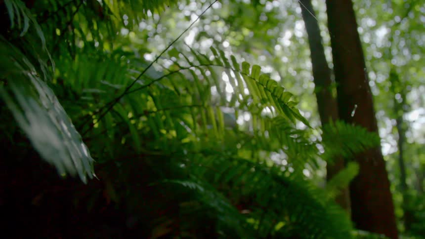The sun shines through the leaves in the forest