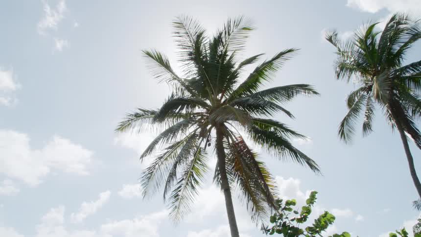 Palm tree leaves in the wind on a bright sunny day