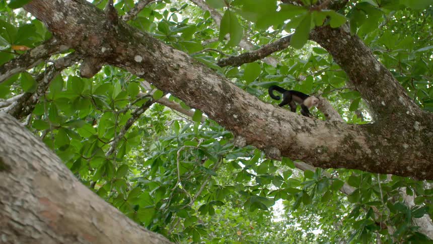A monkey walking on a tree branch high in a tree