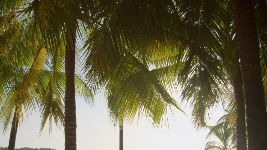 Palm trees on a tropical beach at sunset