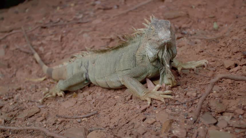 A lizard with a long tail sits on a red clay soil
