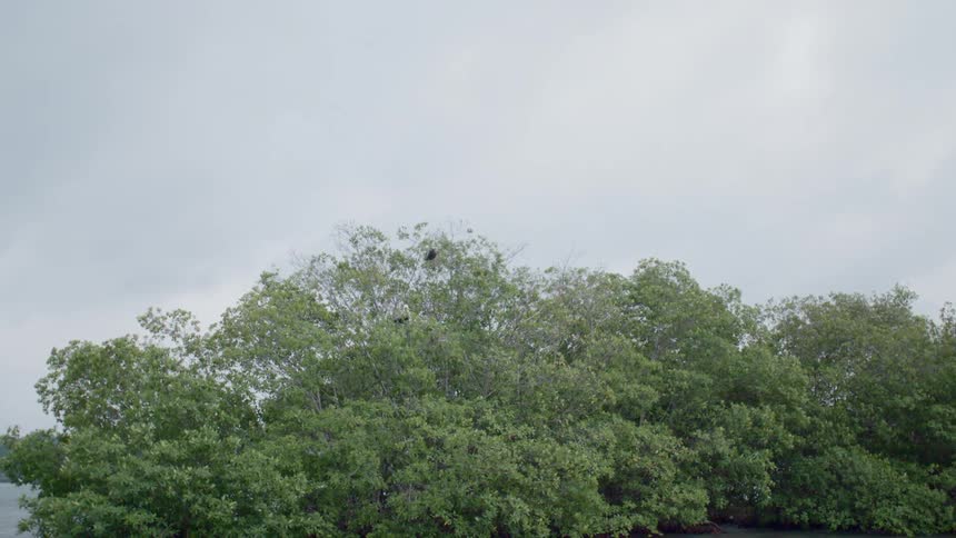 View of the green trees and clouds