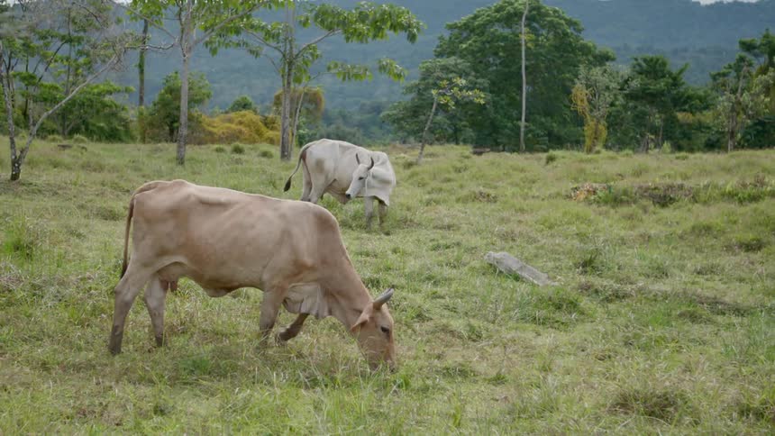 Cattle grazing on a pasture out in the countryside