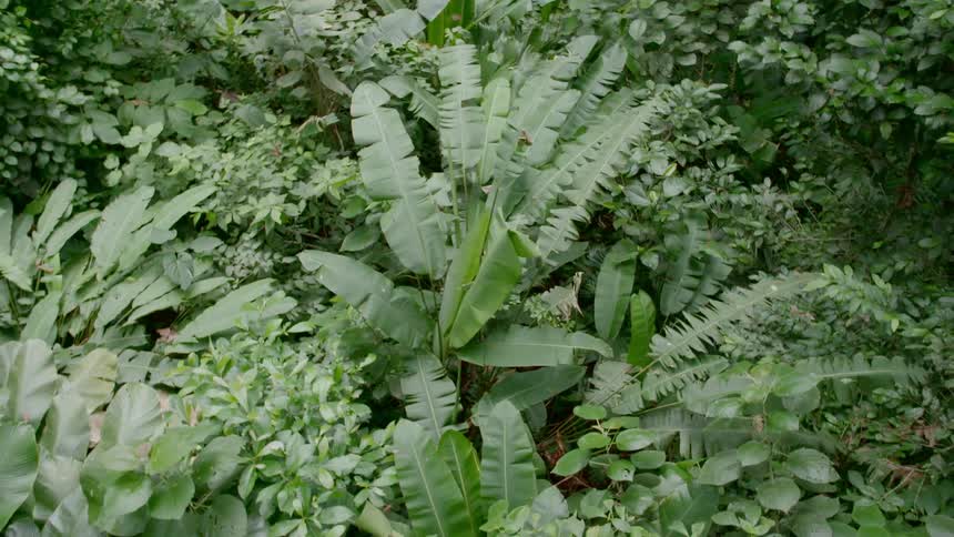 Scrub plants make up dense vegetation