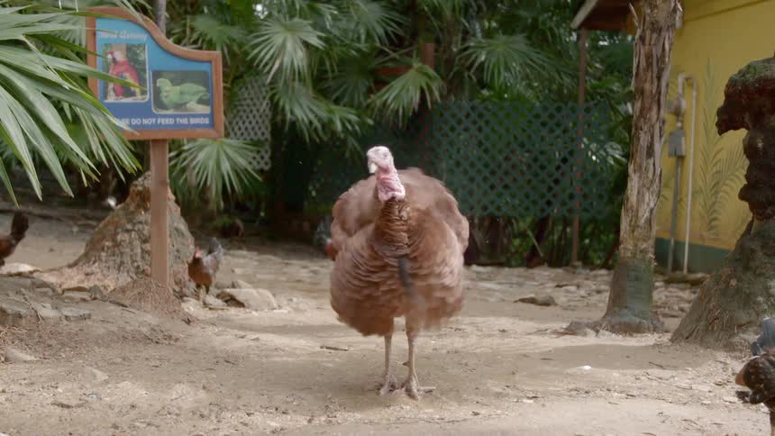 A rooster shakes his feathers in a zoo