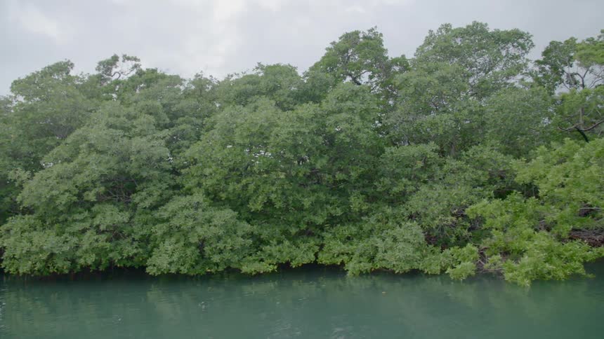 A boat is floating down a river near some trees