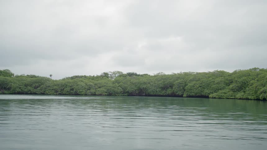 Jungle foliage lines the bank of a river