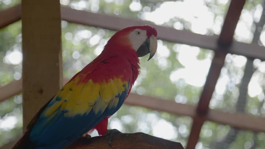A colorful parrot shivers on a branch in a large enclosure with trees and sky visible above