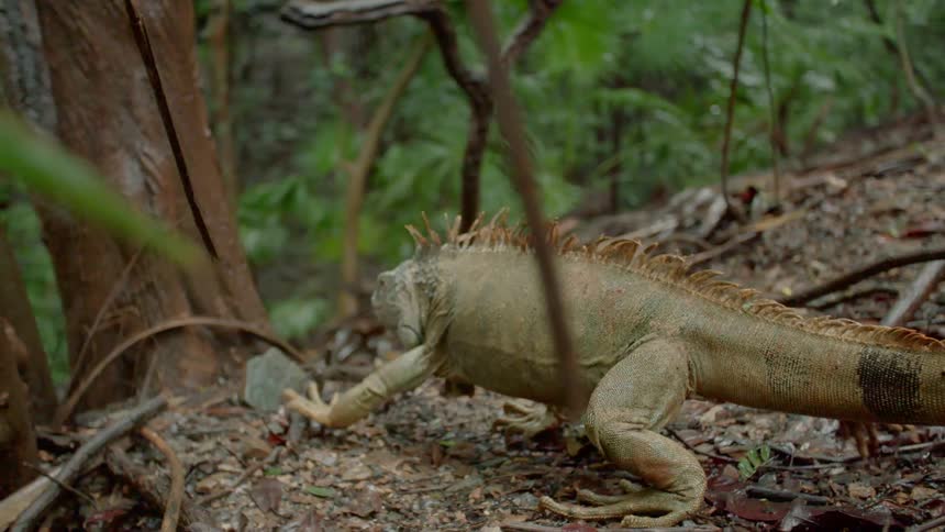 A large lizard walks through a forest