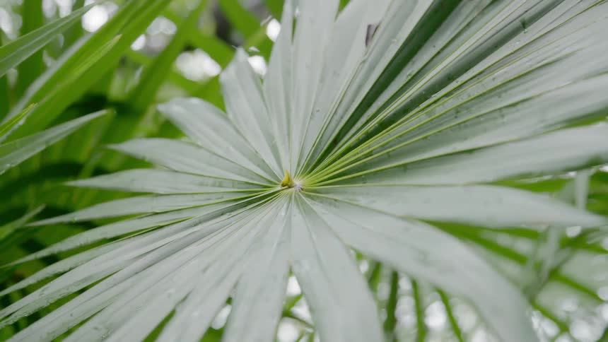 A leaf of a plant grows in the forest