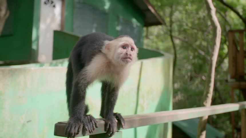 Capuchin monkey on the yard of a house in a third world country