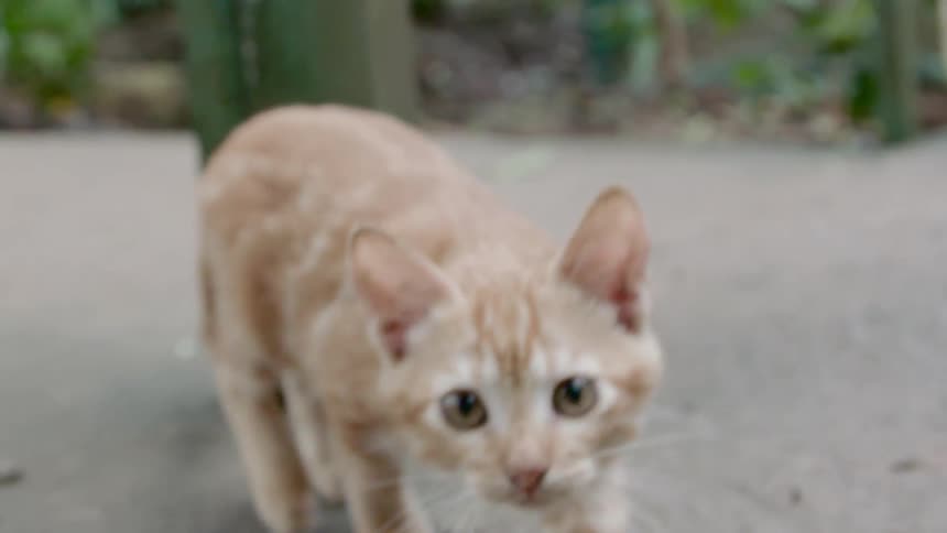 Yellow kitten follows the camera in the garden