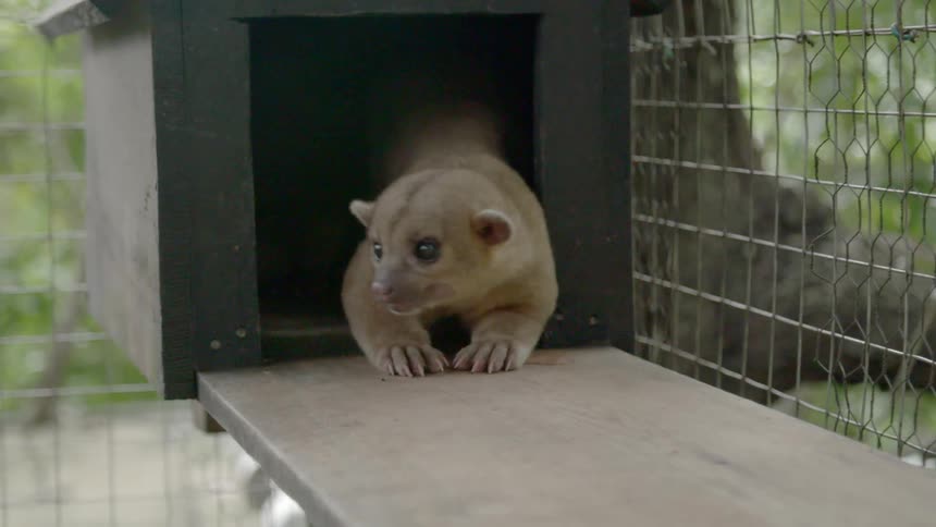 An animal looks around its cage