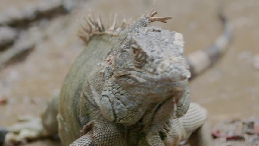 An iguana is crawling in a desert area
