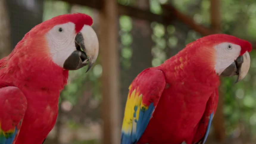 Two parrots with one eating sunflower seeds