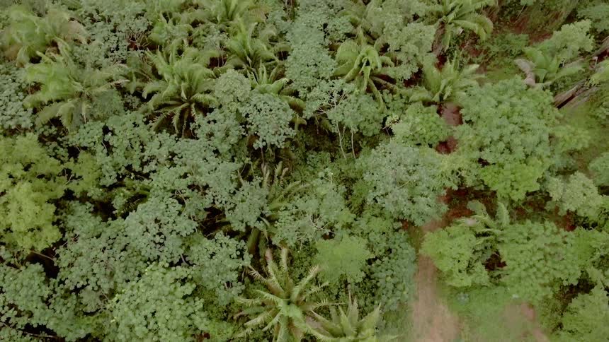 Birds eye view of trees in a forest
