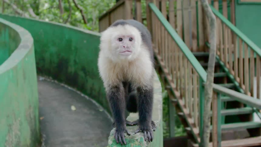 Monkey perches on side of path near stairs