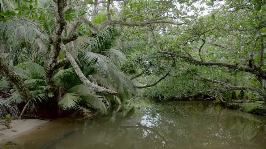 Crowded trees grow over and around a body of water