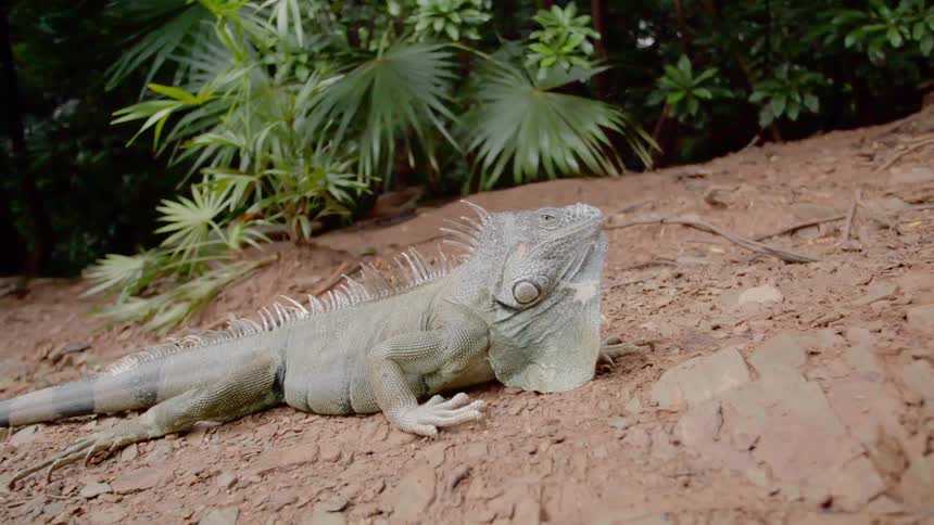 A lizard on the soil